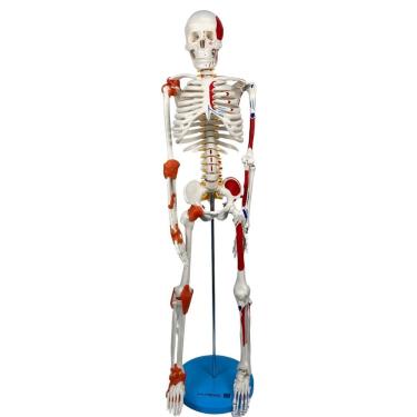 Imagem de Esqueleto 85Cm Ligamentos Inserções Musculares