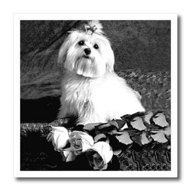 Imagem de 3dRose ht_256_1 transferência de calor com ferro maltês, 20 x 20 cm, multicolorido