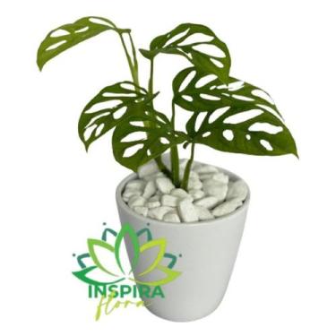 Imagem de Monstera Andasoni - Costela de Eva Obliqua - Pote 11 - Inspira Flora