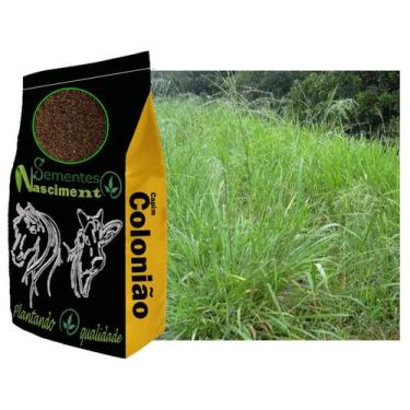 Imagem de 2kg sementes capim colonião pastagem melhorada e resistente - Sementes