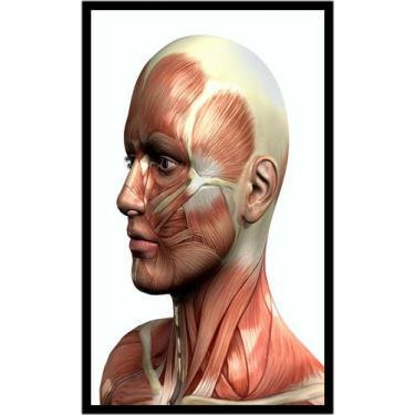 Imagem de Quadro Decorativo Medicina Médicos Corpo Humano Músculos Consultórios 