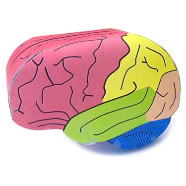 Imagem de NewPath Learning Kit de fabricação de modelos 3D de cérebro humano, conjunto/5 modelos de papel coloridos e guia do professor (24-7772)