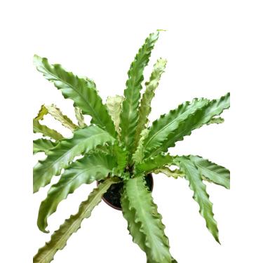 Imagem de Planta Natural Asplenium - Samambaia Ninho de Pássaro - decoração de sala e escritório