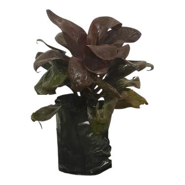 Imagem de Muda de Dracena Baby Chocolate 45cm – Planta Ornamental Natural para Ambientes Internos e Externos