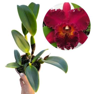 Imagem de Orquidea Cattleya Vinho '' Chia Lin '' Planta Adulta Aptas A Florir - 