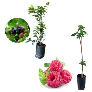 Imagem de Kit 2 Mudas - 1 Framboesa Vermelha + 1 Jabuticaba Hibrida - AMK - Jard