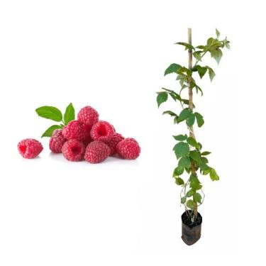 Imagem de Muda de Framboesa 20 a 40cm AMK - Plantas Online - AMK Jardinagem e Pa