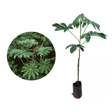 Imagem de Muda de Embauba 20 a 40cm AMK - Plantas Online - AMK Jardinagem e Pais