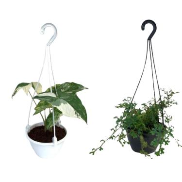 Imagem de Kit Muda Samambaia Azul Selaginella, Syngonium Variegata