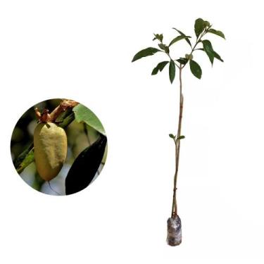 Imagem de Muda de Pau Terra 20 a 40cm AMK - Plantas Online - AMK Jardinagem e Pa