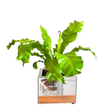 Imagem de Vaso Espelhado Ivy Pequeno