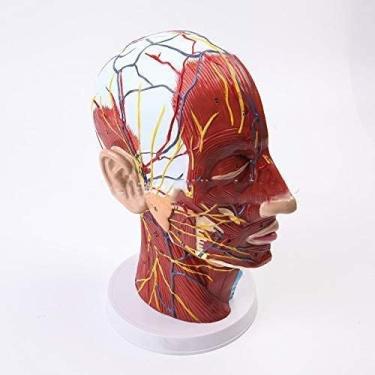 Imagem de Modelo anatômico de ombro, modelo neurovascular superficial de meia cabeça com musculatura, anatomia humana, meia cabeça e rosto, anatomia médica, cérebro, pescoço, seção mediana, modelo de estudo