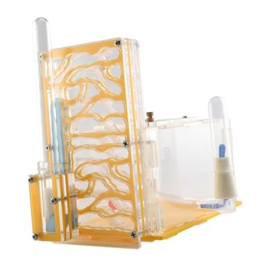 Imagem de IEUDNS Caixa de exibição de de em acrílico com alimentador, brinquedos engraçados, habitat, caixa de reprodução para amantes, mesa de, Amarelo