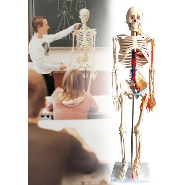 Imagem de Modelo anatómico de esqueleto humano de tamanho completo de 85 cm com crânio e coluna vertical para estudantes de medicina, ferramenta de aprendizagem médica removível, modelo de brinquedo