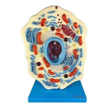 Imagem de Célula Animal Zoom Em 20.000x Educativo Anatomico Estudo