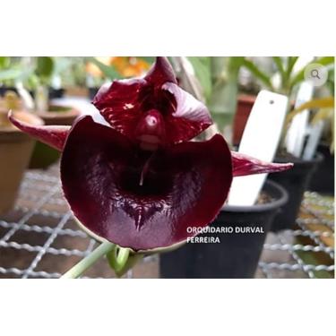 Imagem de Orquidea Catasetum Pileatum Medium Luna