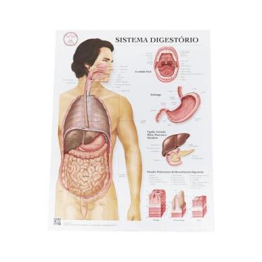 Imagem de Pôster Anatomia do Sistema Digestório - Body Scientific