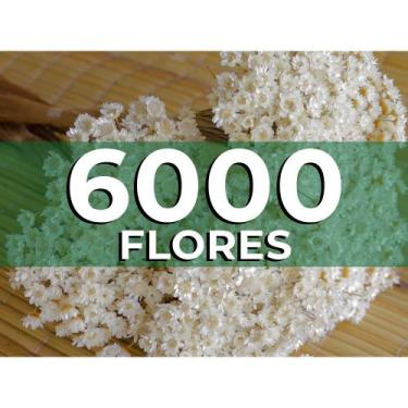 Imagem de Sempre vivas - Flores Naturais, kit com 15.000 flores secas para casam