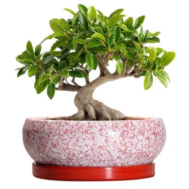 Imagem de EPFamily Vasos de bonsai de cerâmica, vaso de 25 cm com orifícios de drenagem e pires, vermelho
