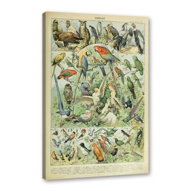 Imagem de Pôster vintage de pássaros franceses ornitologia impressão de pássaros presentes para pássaros educação arte de parede pintura em tela sala de estar decoração de casa (SKU2,12 x 16 polegadas = (30 x