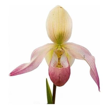 Imagem de Orquídea Sapatinho Phragmipedium Sedenii Planta Adulta