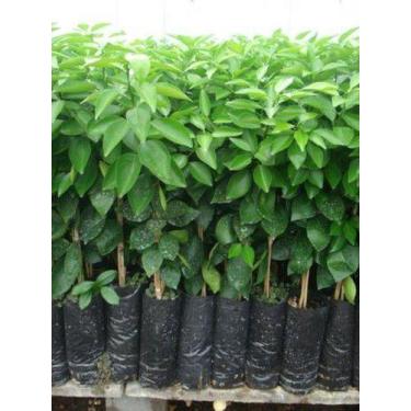 Imagem de Muda De Laranja Pera Rio Enxertada - Mudas Herculandia