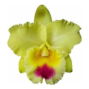 Imagem de Muda Flor Amarela Orquídea Cattleya Blc. Goldenzelle Envasada Vaso Plá