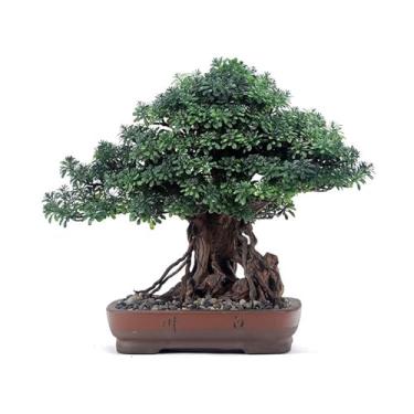 Imagem de Plantas falsas simulação bonsai plantas verdes falsas em vaso hotel mobiliário de alta qualidade escritório estudo chinês ornamentos decorativos decoração