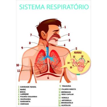 Imagem de Banner Educativo em Lona Sistema Respiratório 70x55 cm - Core Decore
