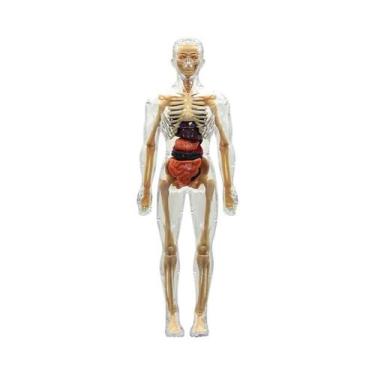 Imagem de Modelo 3D Removível Do Torso Humano Para Crianças, Simulação De Órgãos