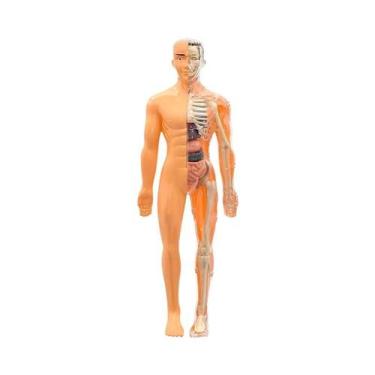 Imagem de Modelo 3D Removível Do Torso Humano Para Crianças, Simulação De Órgãos