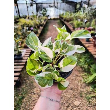 Imagem de Jibóia N'Joy - Epipremnum Aureum N'Joy - Planta Decorativa - Orquidári