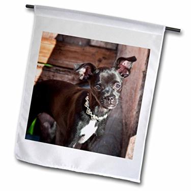Imagem de 3dRose Um cão chihuahua em um banco de madeira antigo - Zandria Muench Beraldo - Bandeira de jardim, 30,48 x 45,72 cm