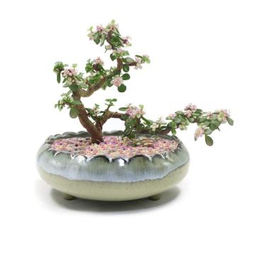 Imagem de Vaso de cerâmica esmaltado de gotejamento raso grande da Dahlia 20,32 cm