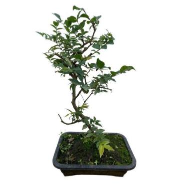 Imagem de Bonsai Frutífero Jabuticaba - Inspira Flora