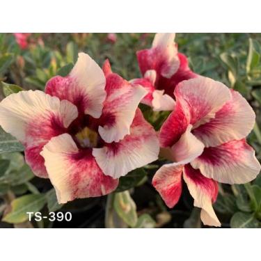 Imagem de Rosa do deserto TS390 - dm rosa do deserto