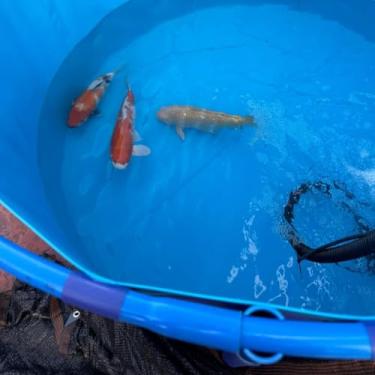 Imagem de Grande lagoa de peixes de lona redonda - tanque de aquário de PVC flexível acima do solo para Koi/Goldfish, jardim aquático externo durável (preto, 3,5 x 0,8 m)